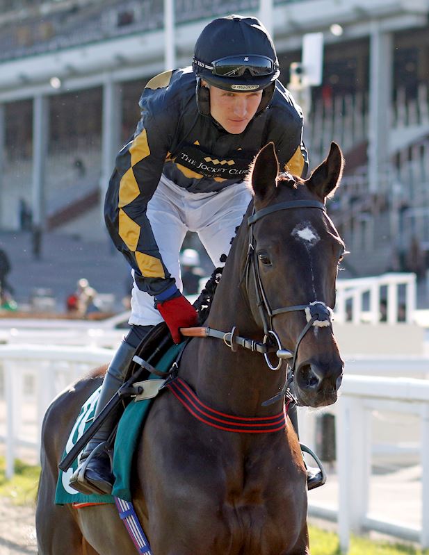 Flight_Of_Freedom Cheltenham.jpg