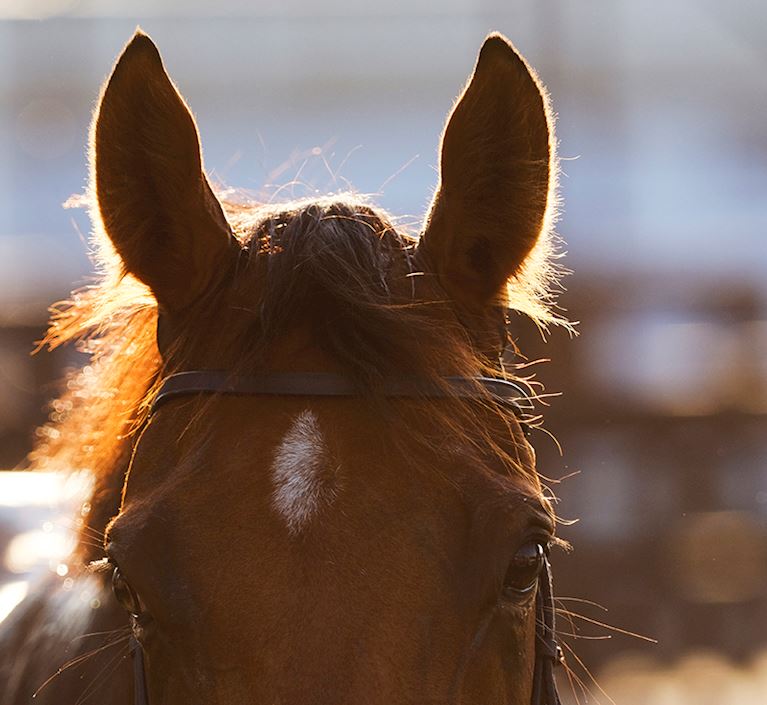THE JOCKEY CLUB ANNOUNCES NEW CHAIRS AT CHELTENHAM AND EPSOM DOWNS RACECOURSES AND APPOINTS NEW NON-