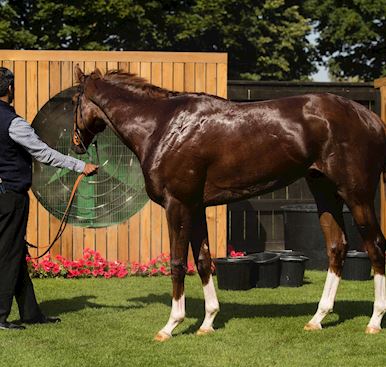 Horse Welfare at Newmarket