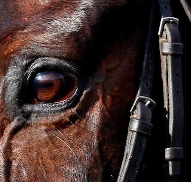 PRIZE MONEY AT THE JOCKEY CLUB INCREASES TO £61.